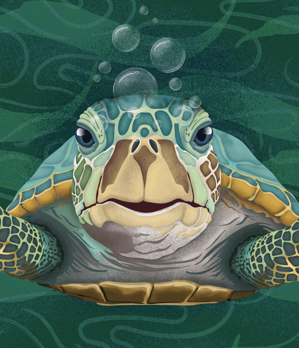 Hello Turtle, Emerald