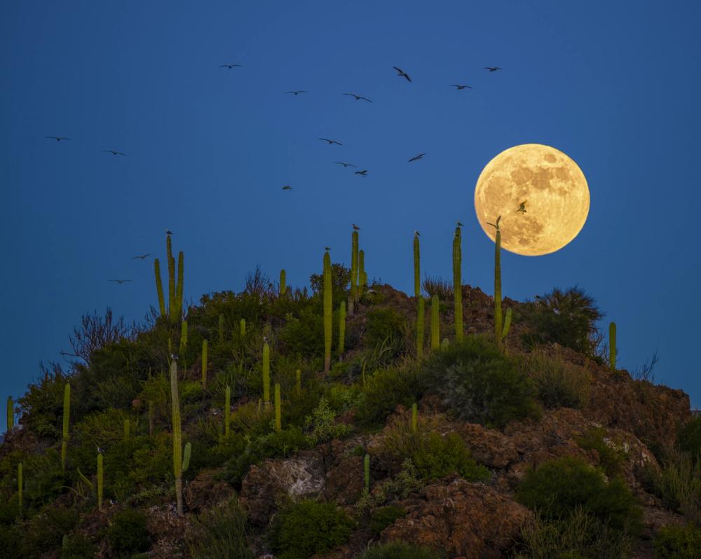 Mexican Full Moon
