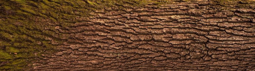 Moss Bark