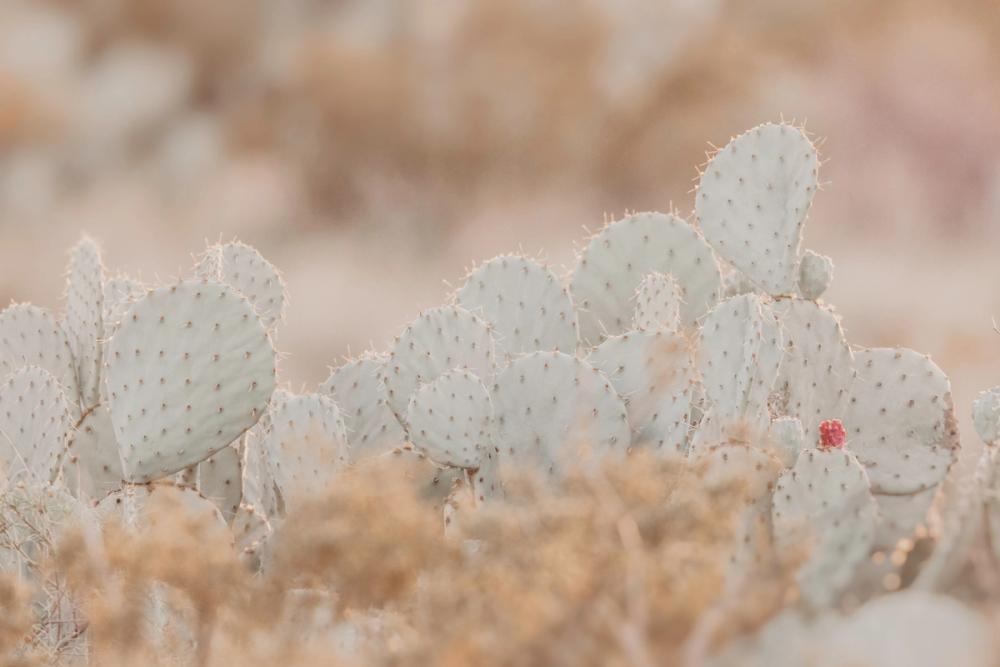 Cactus Sunset