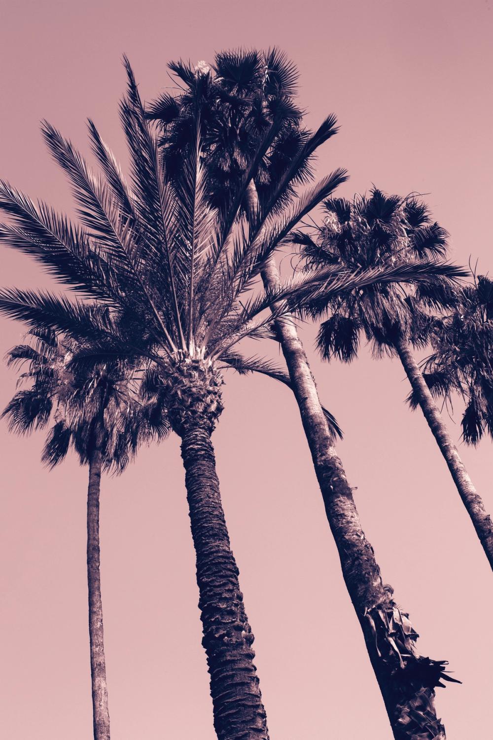 Pink Palms II