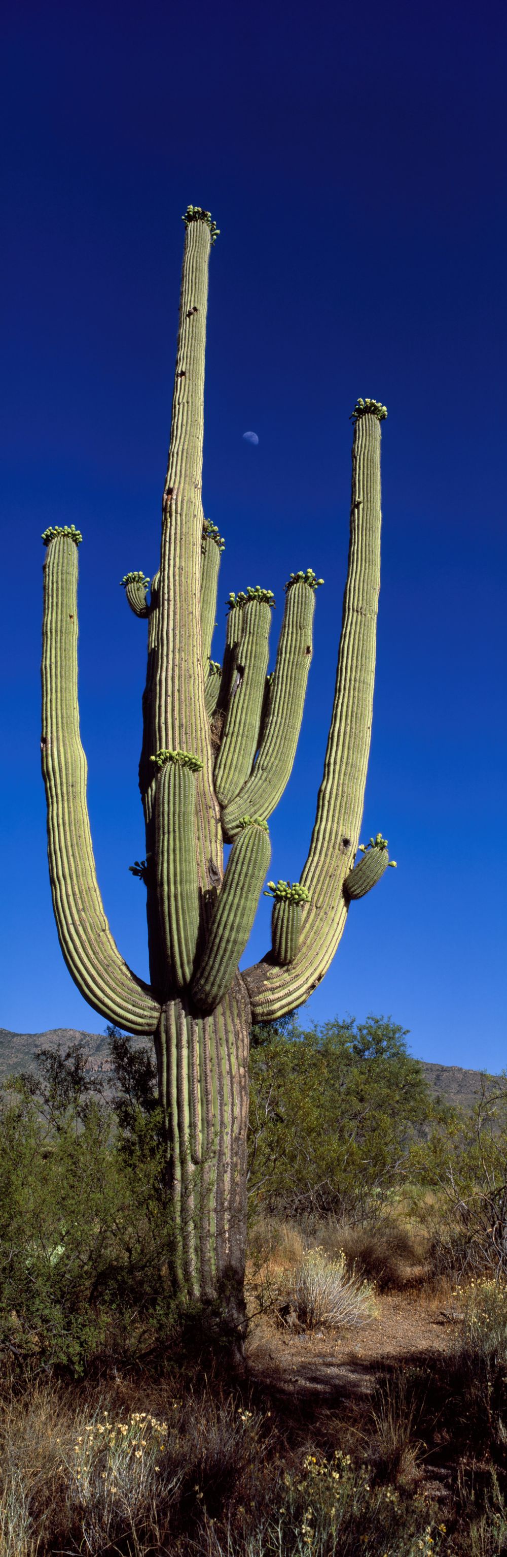 Moonlit Saguaro