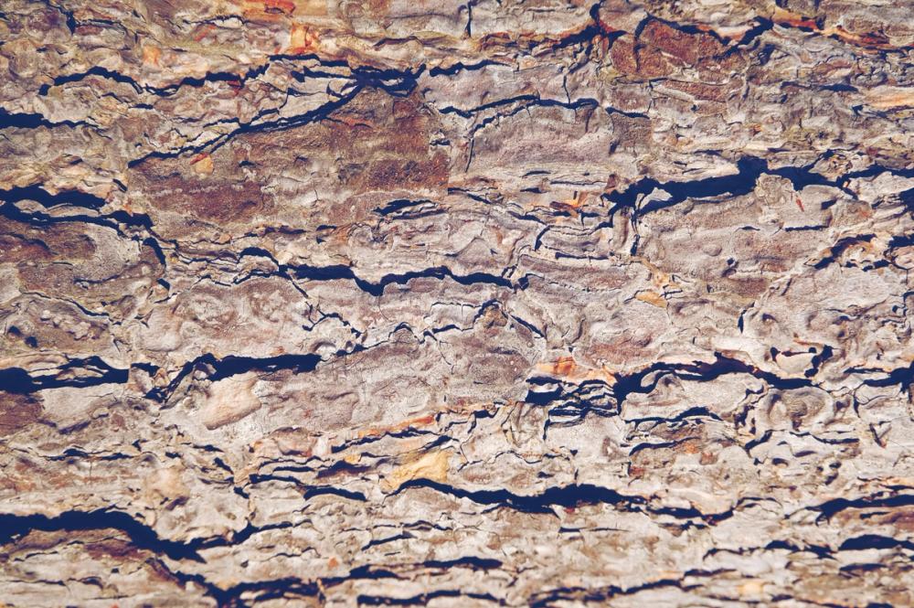 Rugged Bark