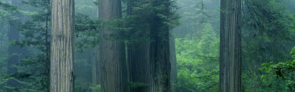 Misty Woodland Heights