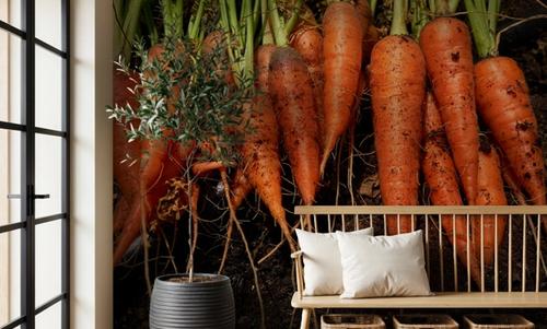 Harvest Carrot