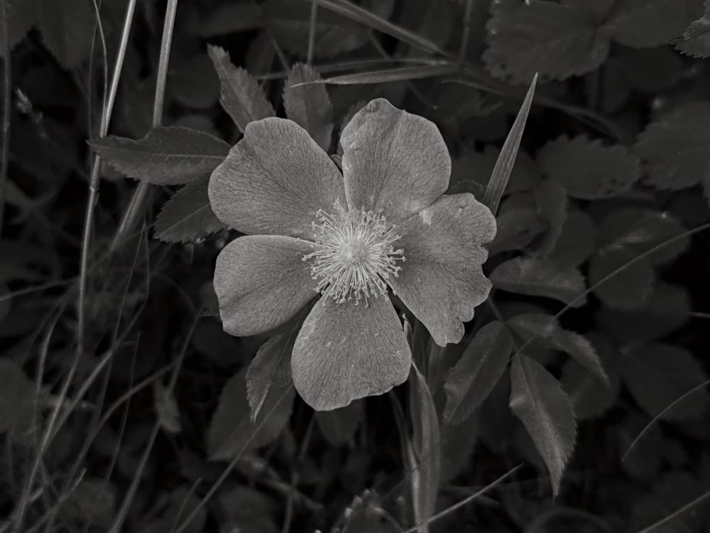Wild Rose BW IV