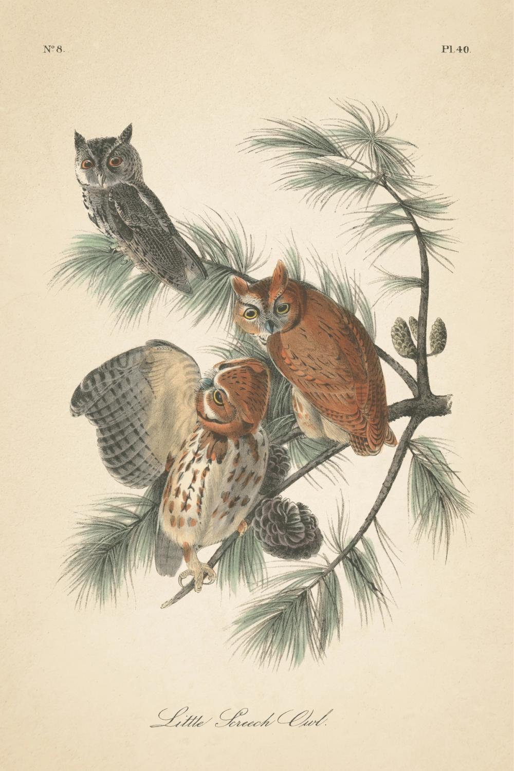 Forest Owls I
