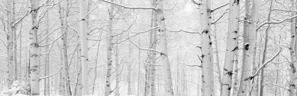 Frost-Kissed Birches