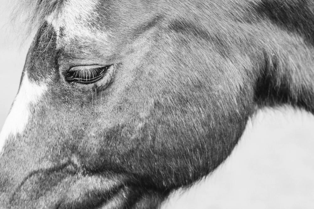 Gentle Equine BW