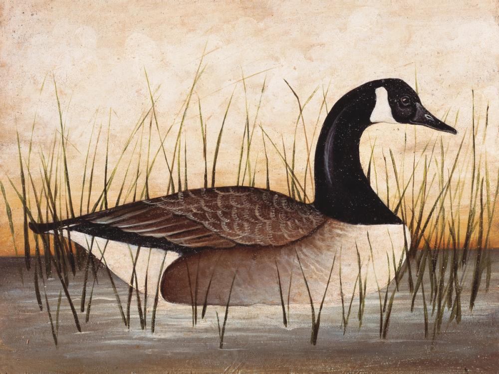 Canadian Goose