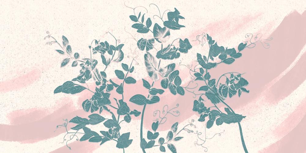 Sweet Peas Stroke Contrast