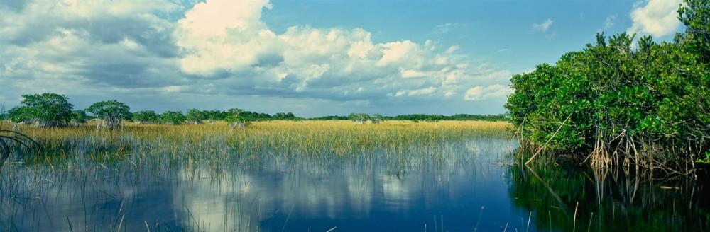Everglades Mangrove