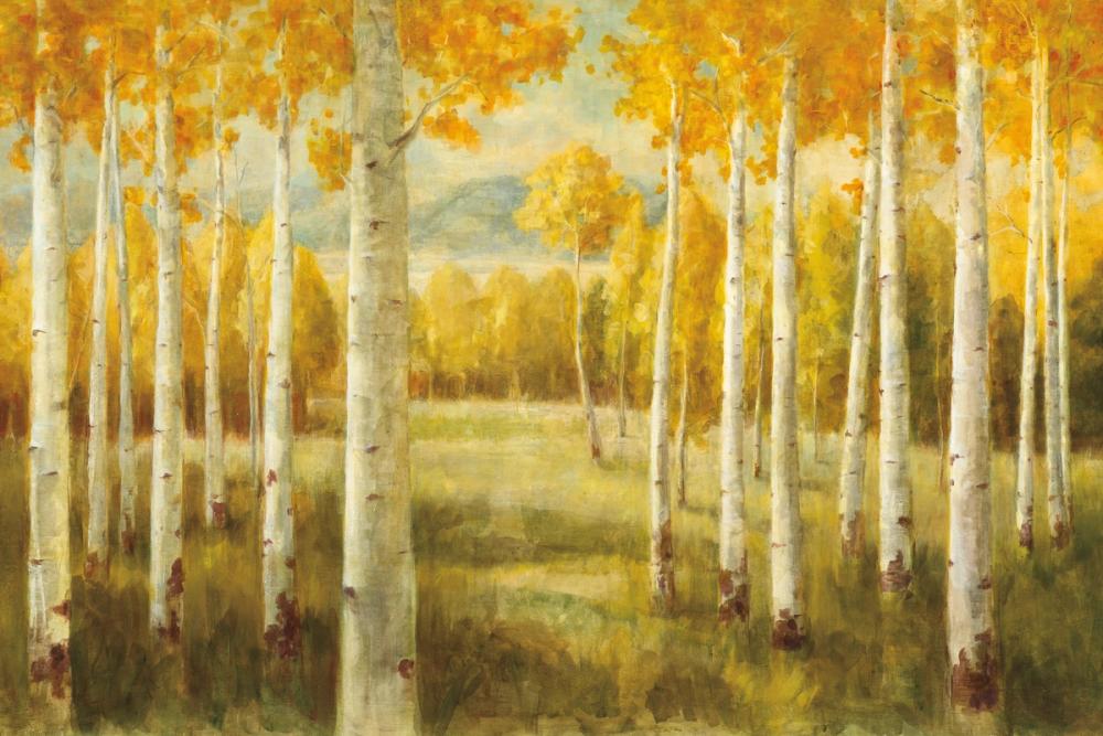 Aspen Birches