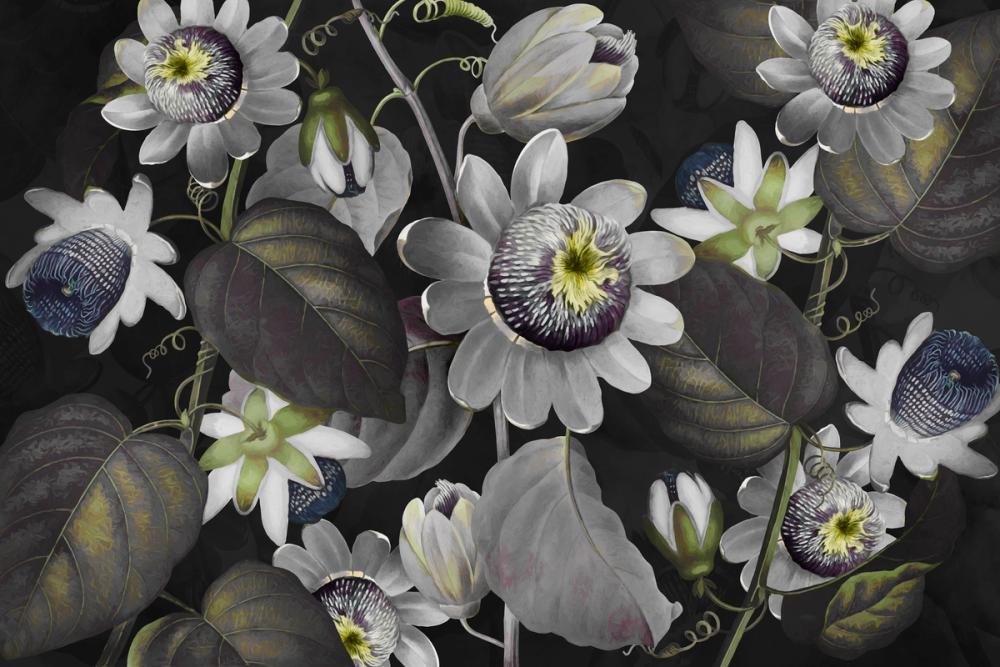 Passifloras Emerging Calm