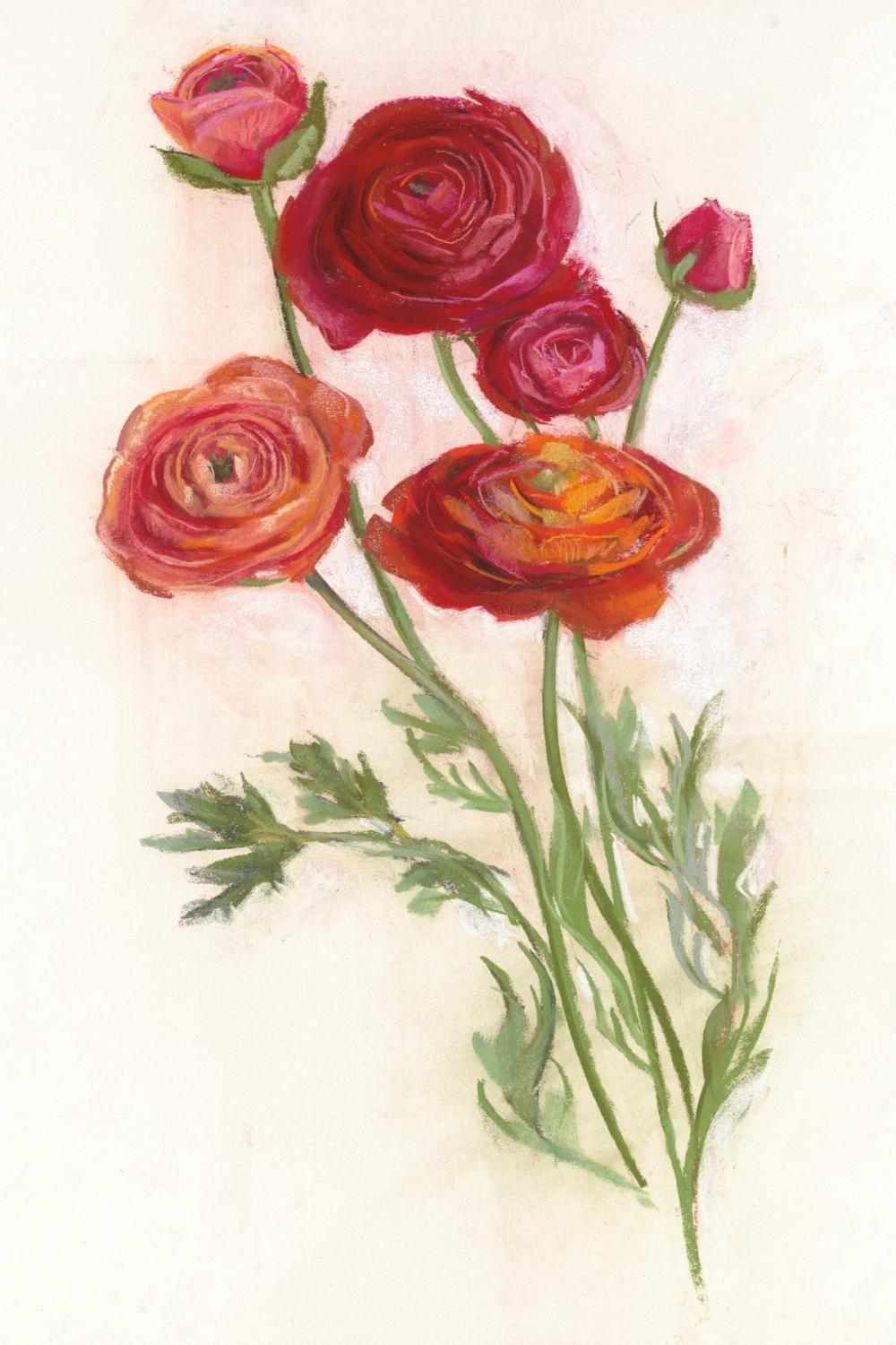 Red Ranunculus