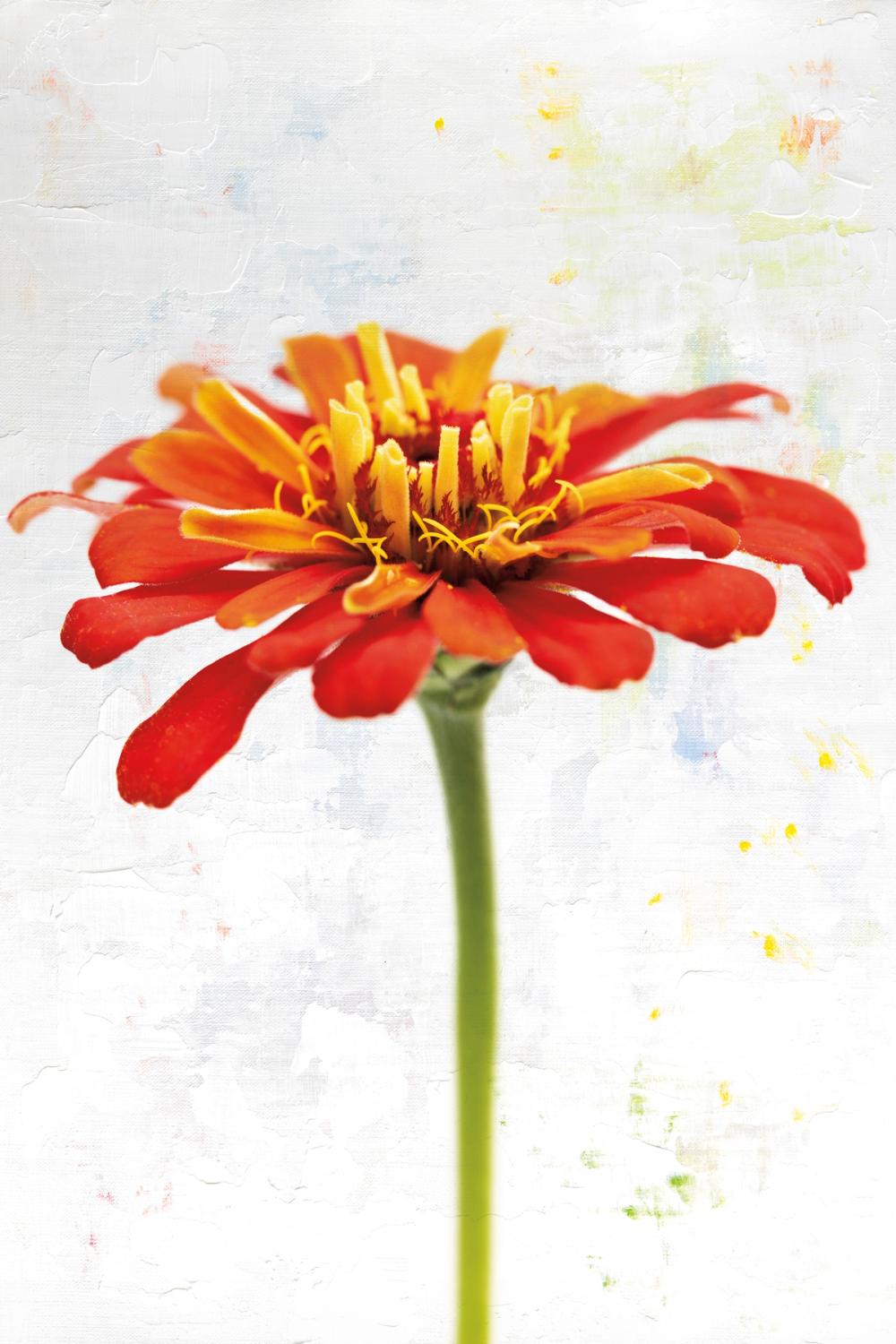 Wonderful Wildflowers IX