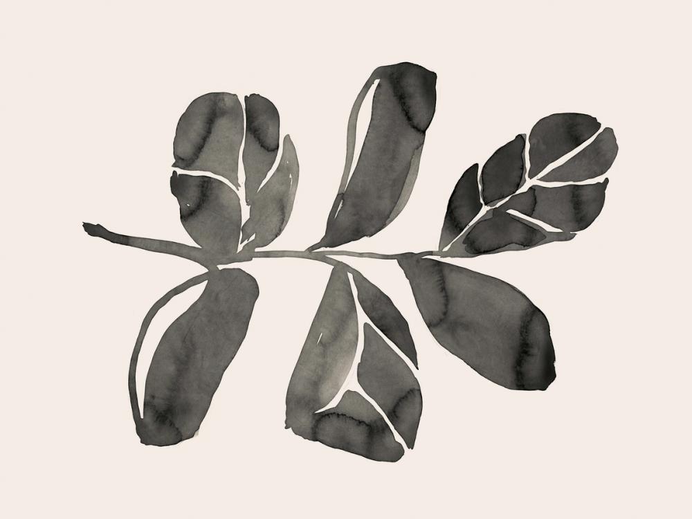 Fiddle Leaf IV Cream