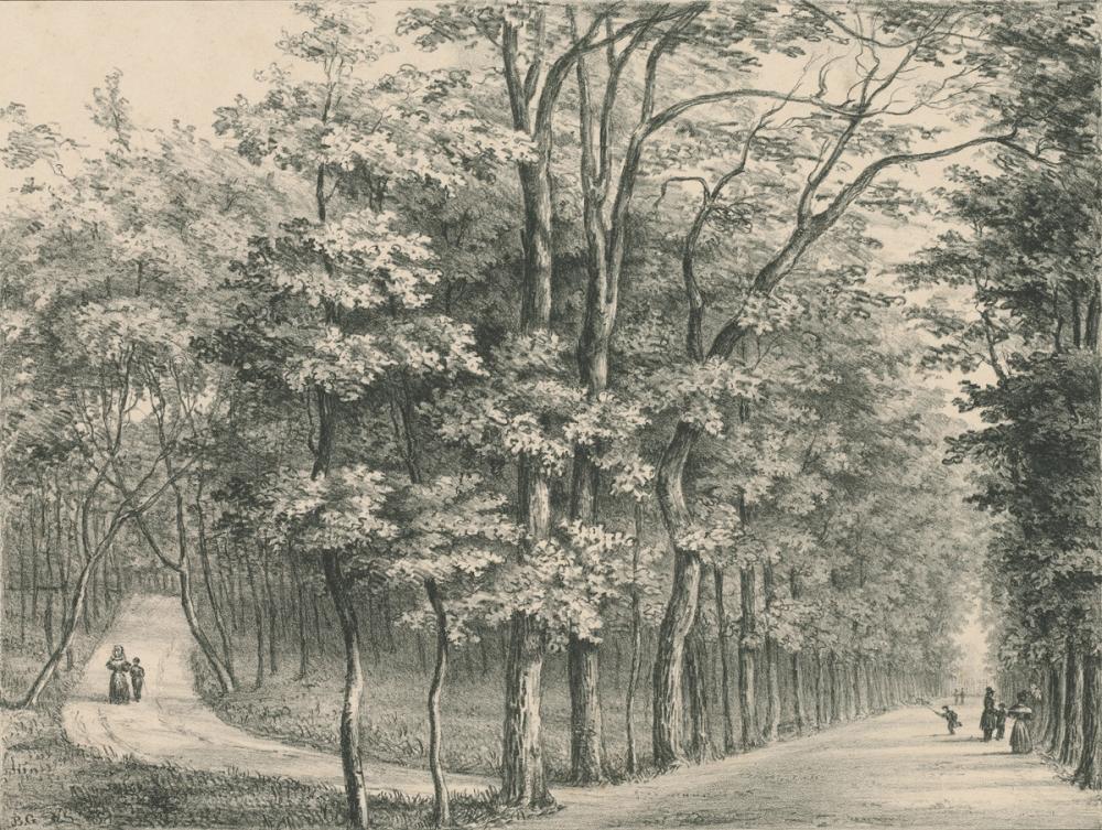 Grand Allée Etching