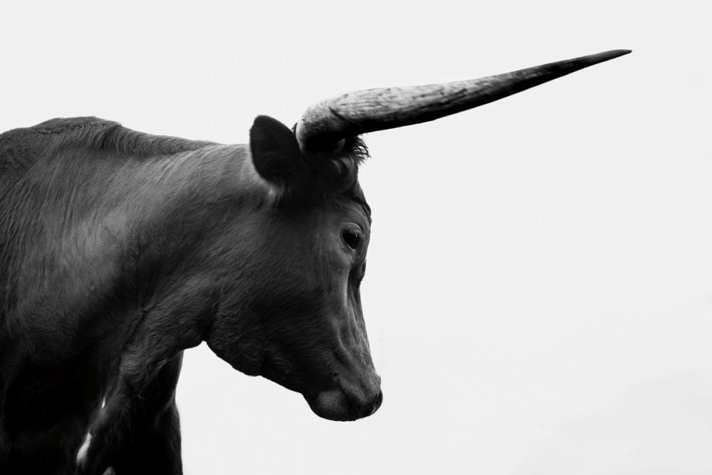 Longhorn Sunset Graze BW