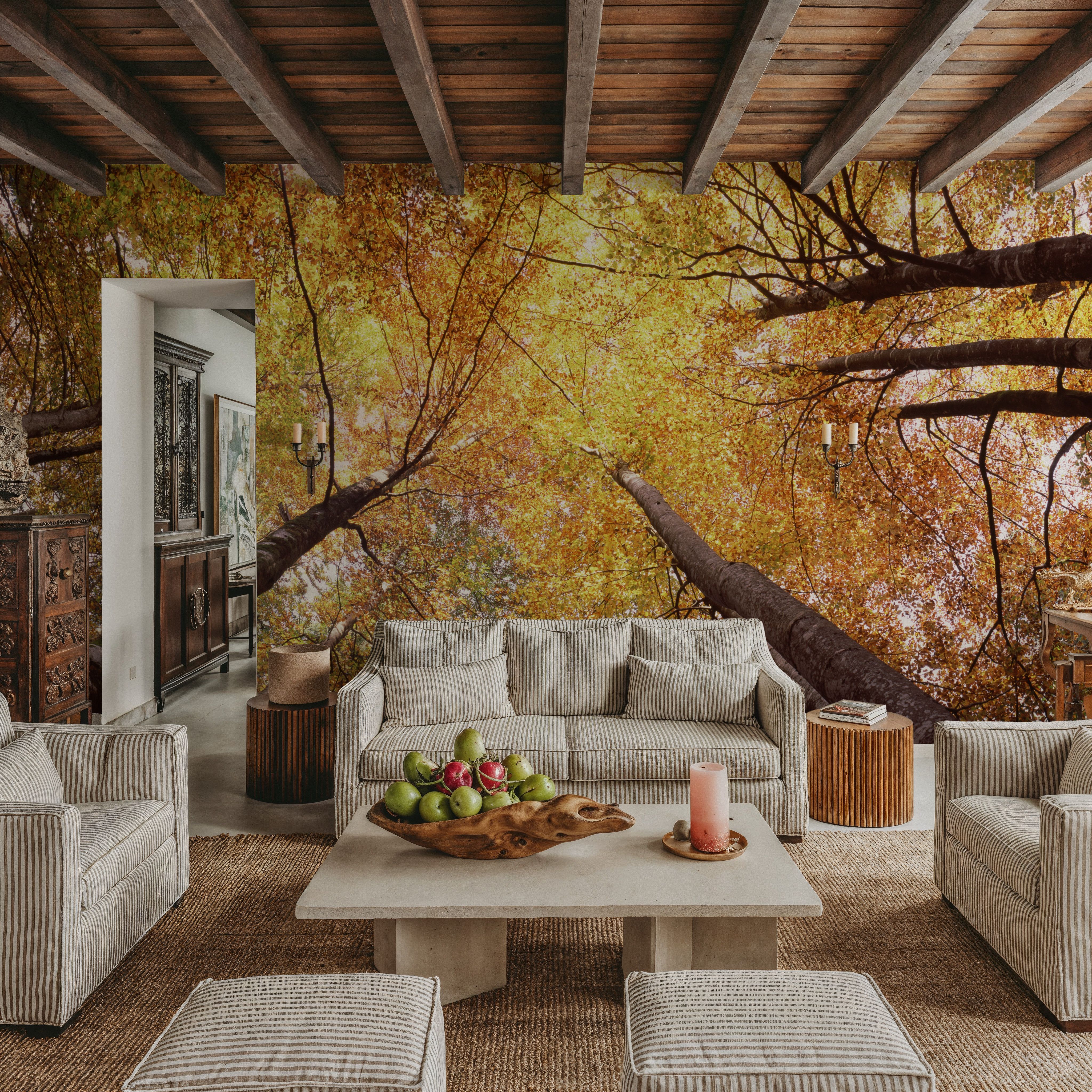 Autumn Canopy Glow