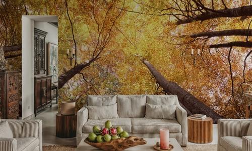 Autumn Canopy Glow