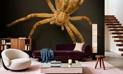 Pseudopoda Spider