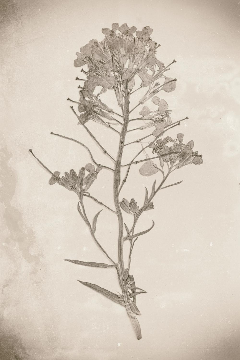 Wildflower Journal Vintage I