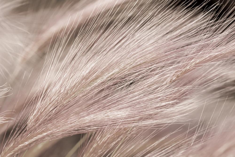 Foxtail Barley III