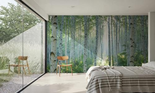 Peaceful Birch Woods