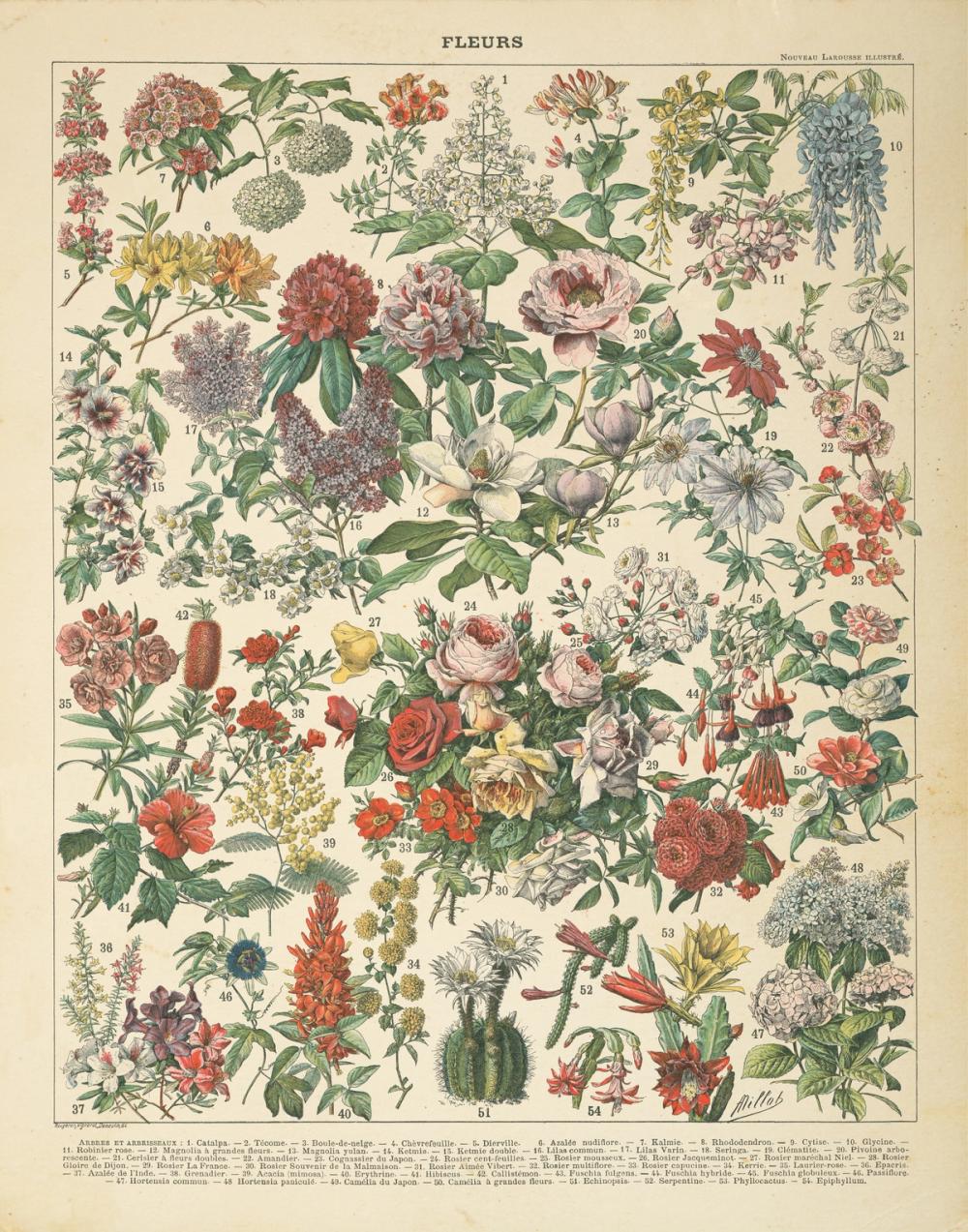 French Flower Chart