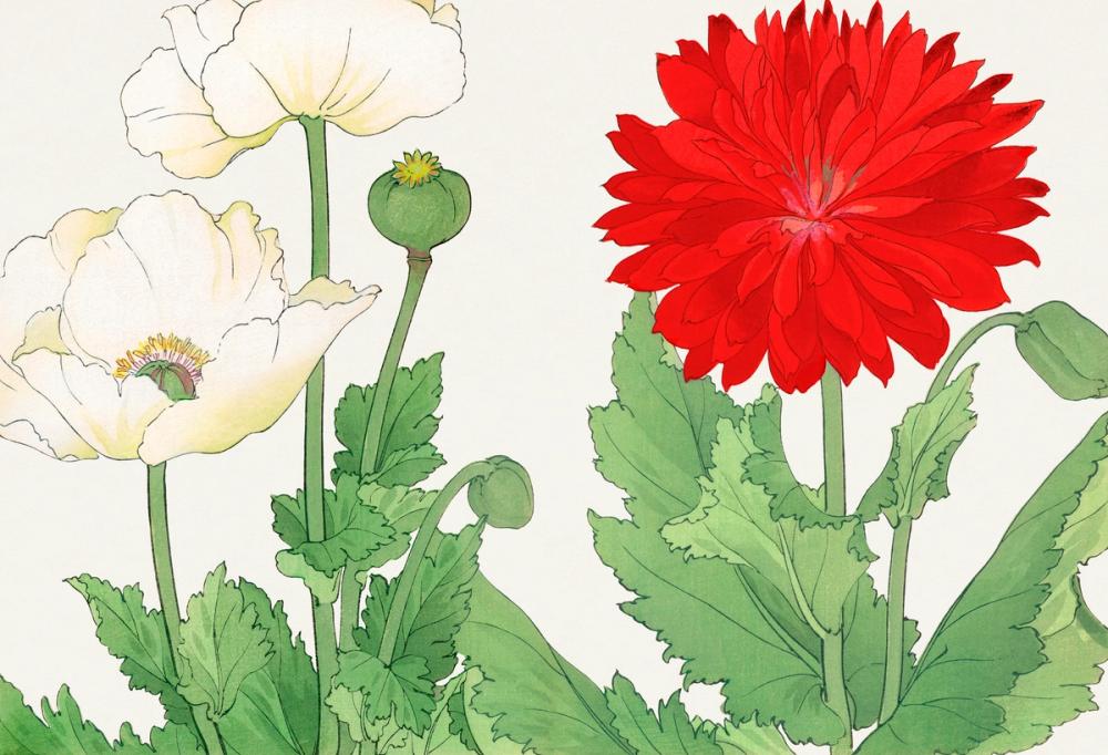 Tanigami White Poppies