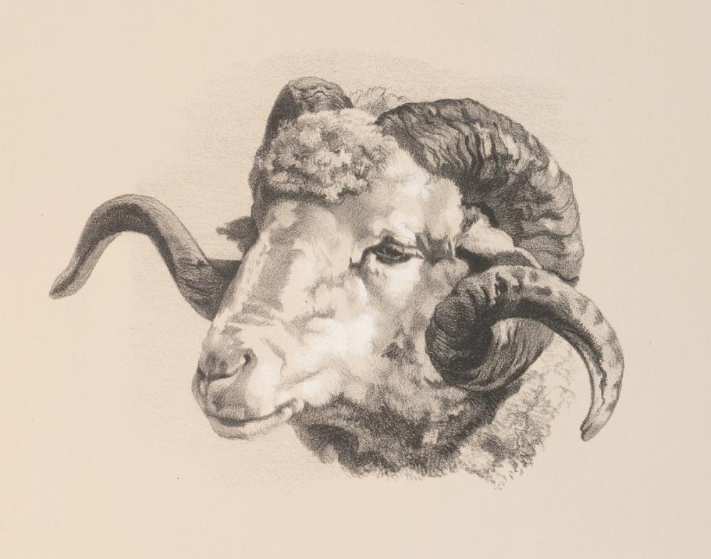 Farm Sketch V