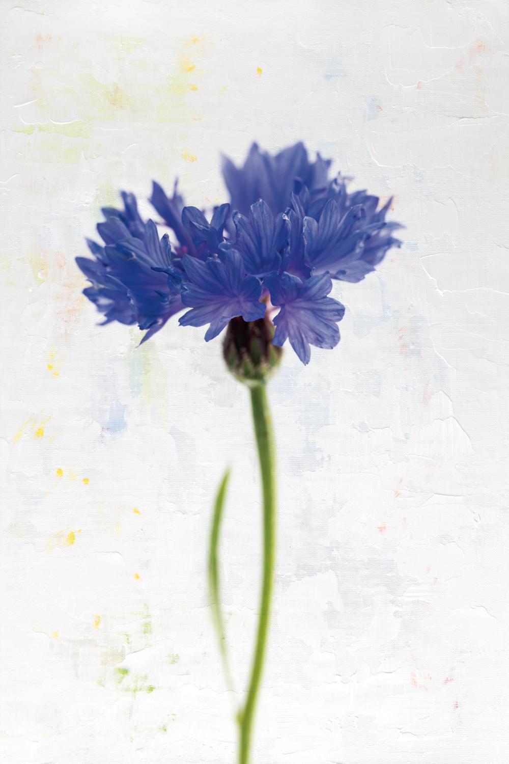 Wonderful Wildflowers VI