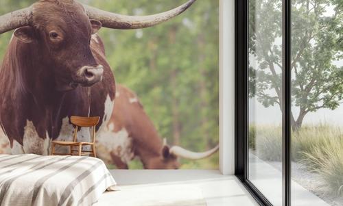 Longhorn Gaze I