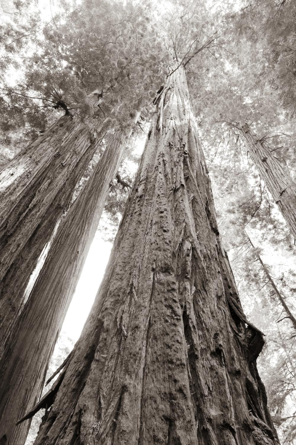 Ancient Redwood Forest