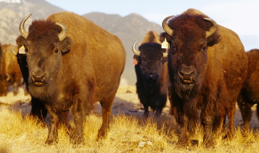 Prairie Bison