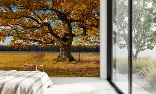 Golden Fall Tree Afternoon