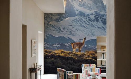 Patagonia Guanaco