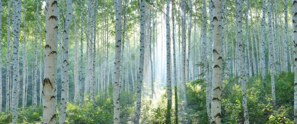 Peaceful birch forest in bright green and turquoise with sun coming in between the trees