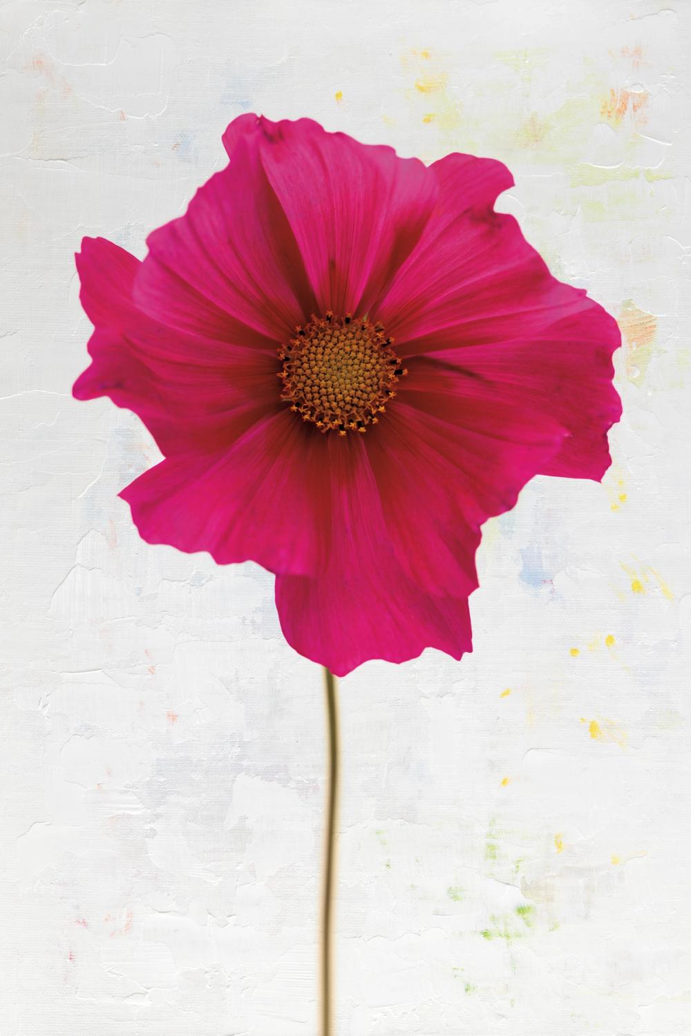 Wonderful Wildflowers II