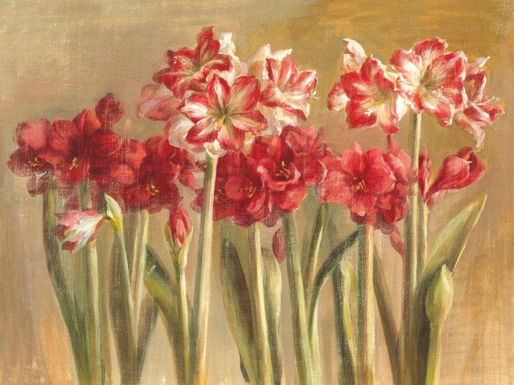 Winter Amaryllis