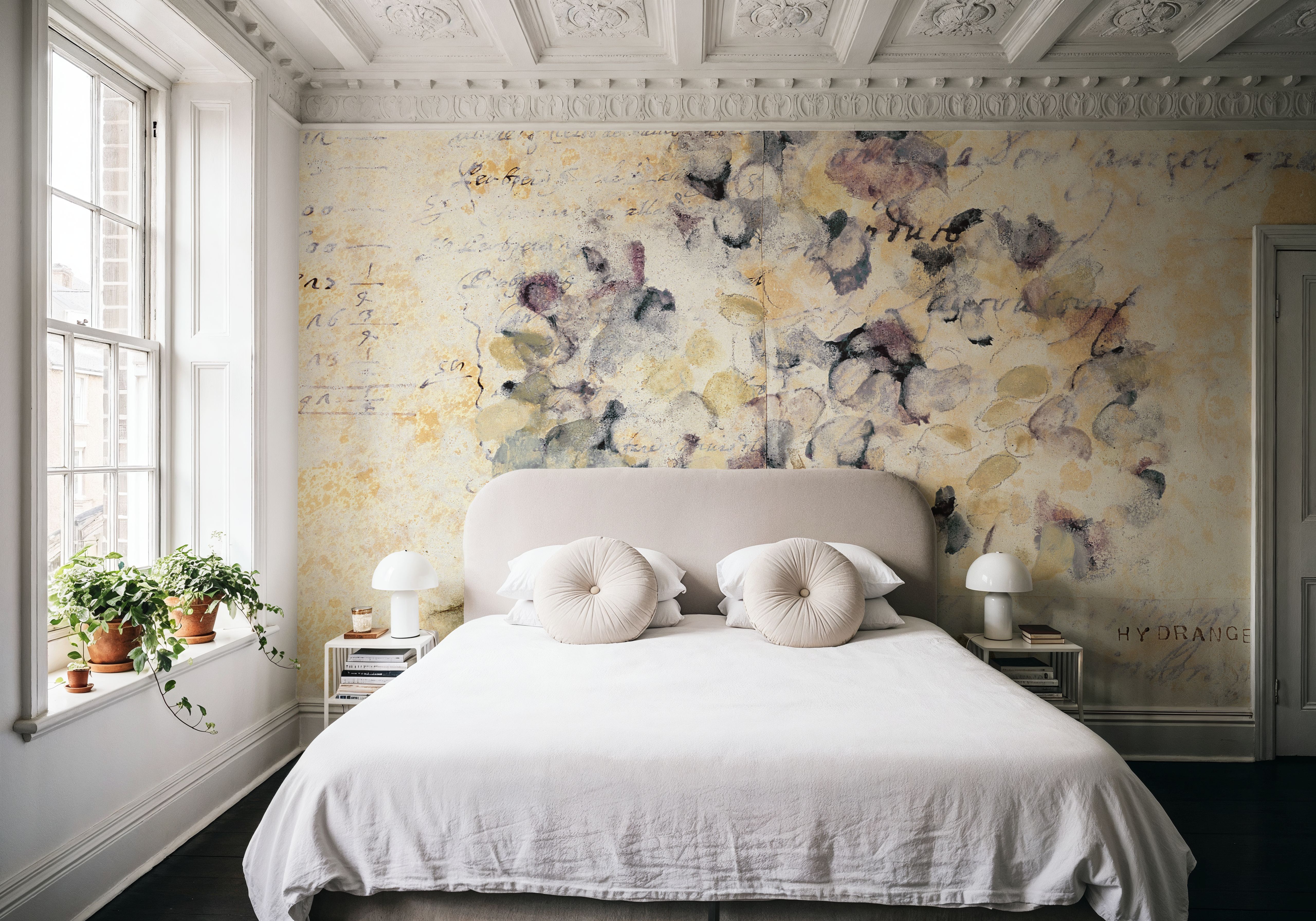 White Wash Hydrangea