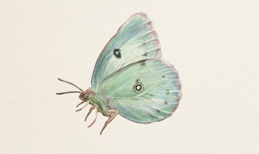 Honeybloom Butterfly IV