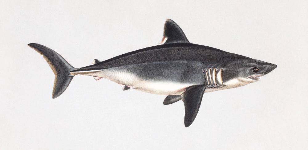 Porbeagle