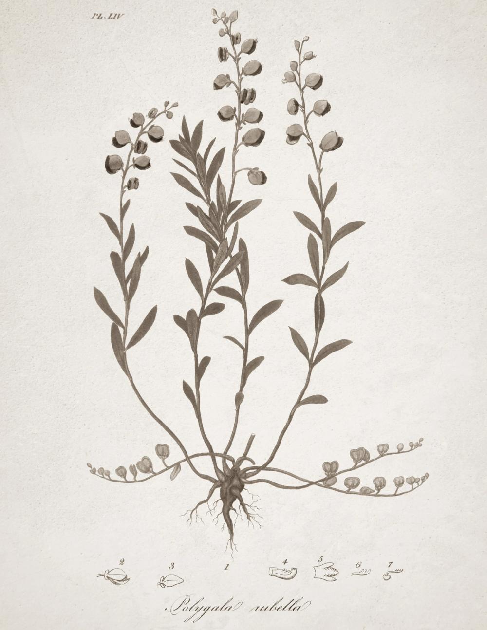 Beautiful Botanical II