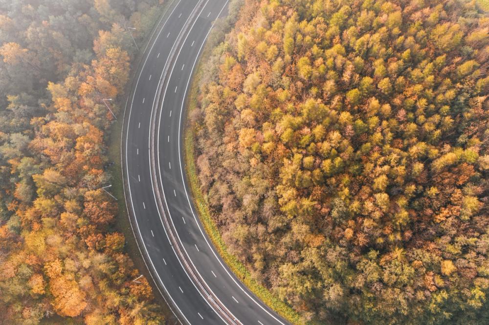 Autumn Canopy Road