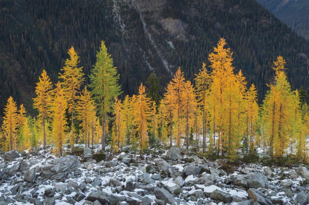 Alpine Larches