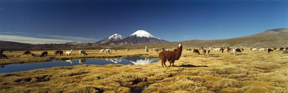 Andean Serenity