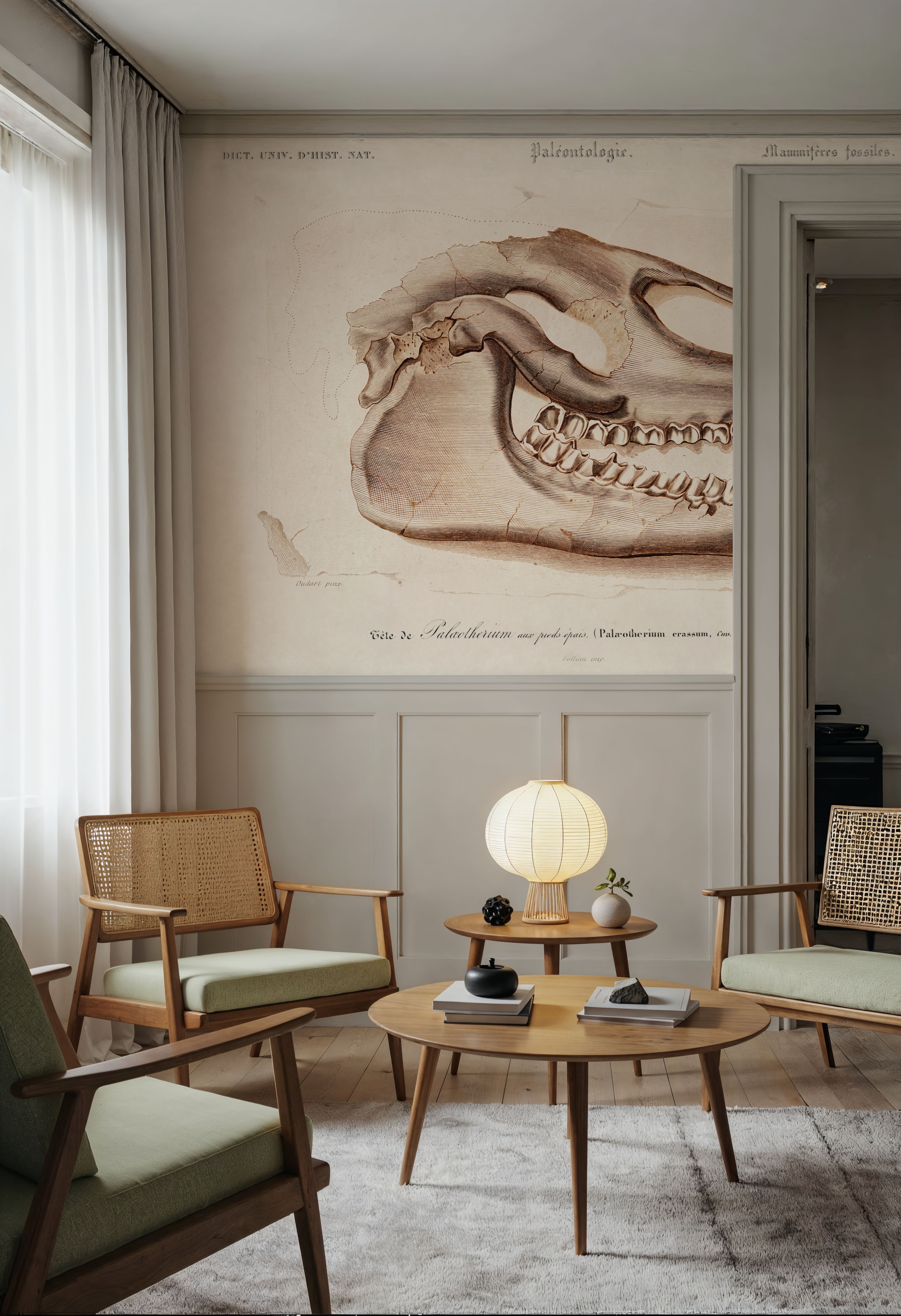 Palaeotherium Skull Illustrated