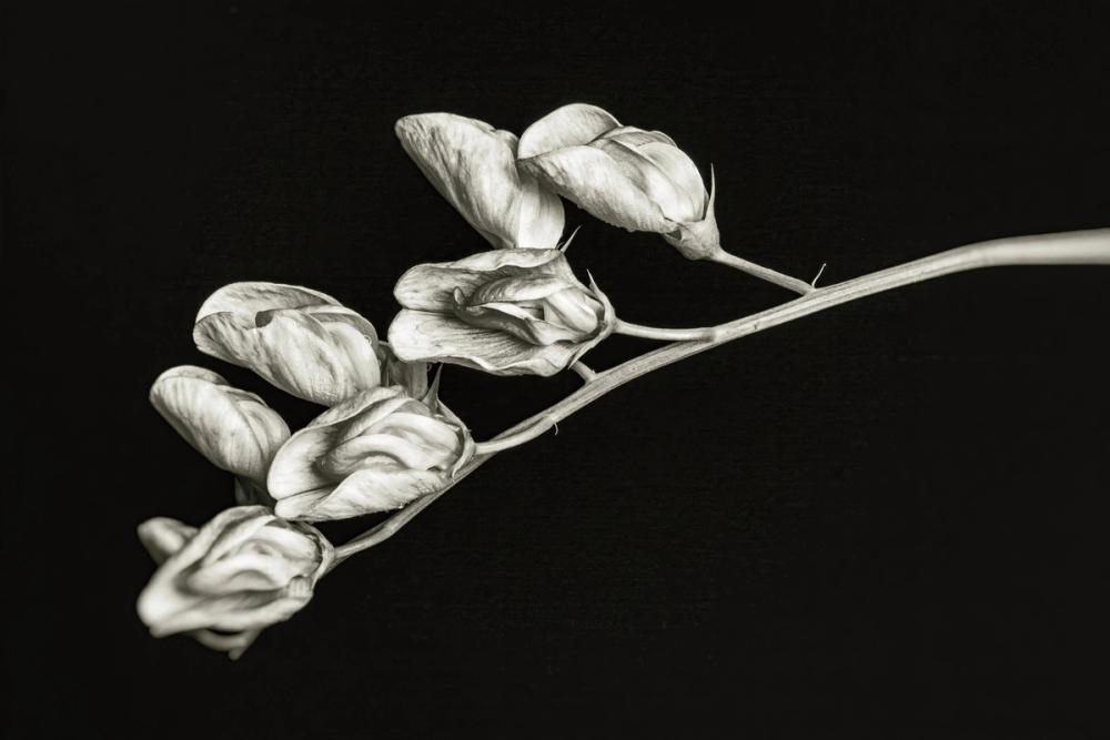Invasive Beauty Redux BW I